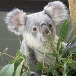 upload/12813-koala.jpg