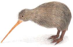 upload/1376-kiwi.jpg