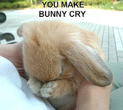 upload/2043-bunny.jpg