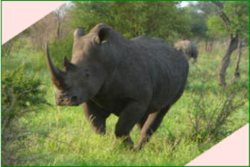 upload/58057-rhino.png