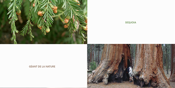 upload/59051-sequoia.jpg